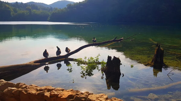 Patos na lagoa. Parque nacional de Plitvice, Croácia — Fotografia de Stock