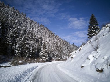 Köknar ormanları'nda. Kosova köknar ormanda bir yol. Kosova köknar ormanda bir yol. Bu benim köyü yer alan bir köknar ağacının endemik türler biridir. o halkımıza Osmanlı yetkililerinden bir hediye verildi