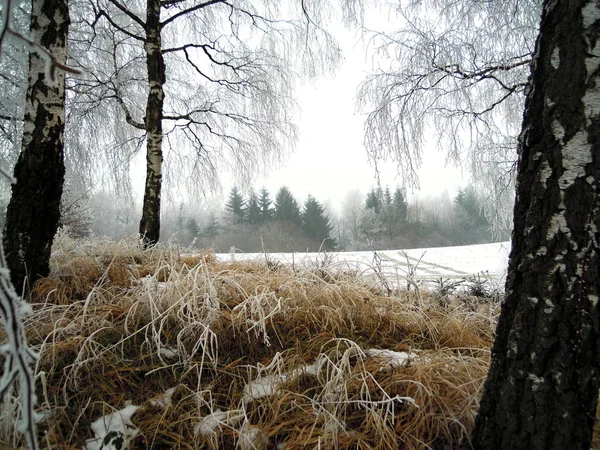 Jedné Mrazivé Ráno Lese — Stock fotografie