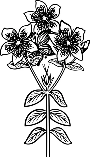 Hypericum, siyah-beyaz vektör illüstrasyon
