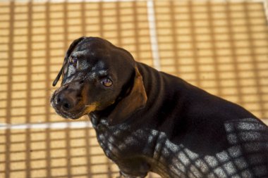 Katalonya sokak bayrağı gösterisi