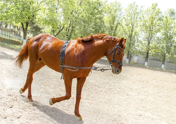 Treinamento poderoso cavalo marrom no treino de rotina diária antes ch — Fotografia de Stock