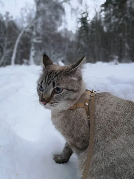 Кошка Зимней Прогулке Лесу — стоковое фото