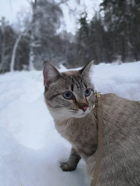 Gato Passeio Inverno Floresta — Fotografia de Stock