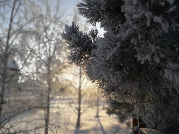 New Year Mönster Trädet — Stockfoto