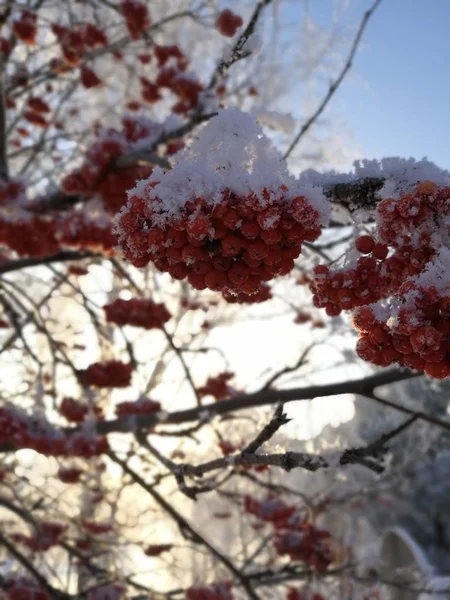 겨울에 — 스톡 사진