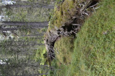 Ormandaki yaşlı bir düşmüş ağaç