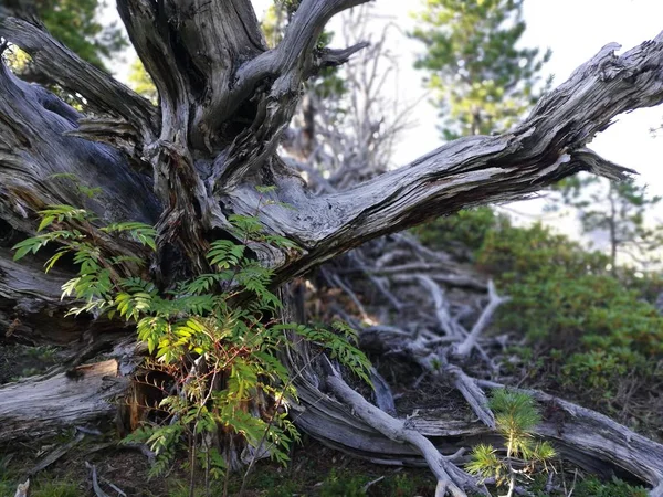 Árbol Viejo Caído Bosque — Foto de Stock