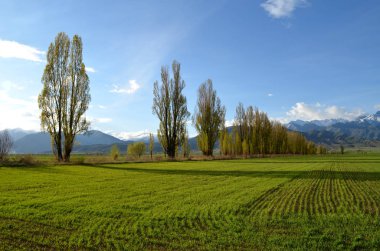 Bahar dağlarda yeni yeşillik