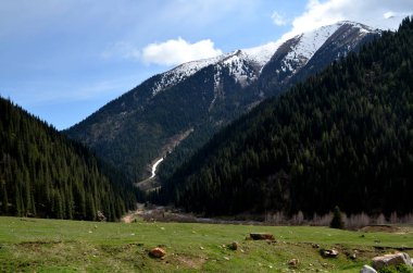 Kazakistan'ın Alpine meadows