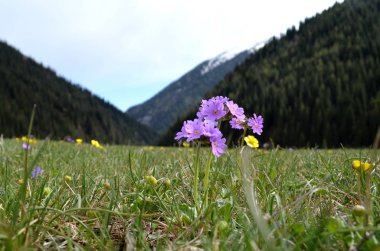 Güzel çiçek çiçekli bahar