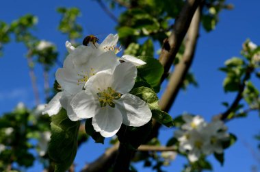 Güzel çiçek çiçekli bahar