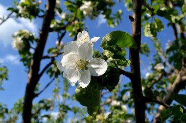 Güzel çiçek çiçekli bahar