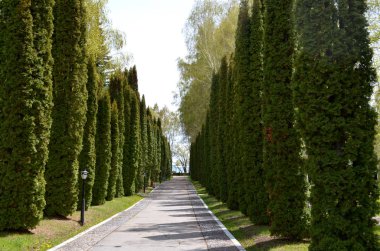 bahar parkta güzel ağaçlar