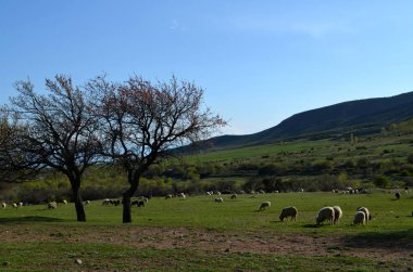 Dağları'nda yeni yeşillik 