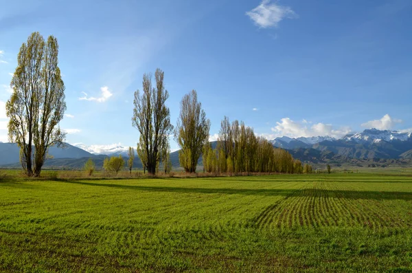 Nieuwe Groenen Bergen Het Voorjaar — Stockfoto