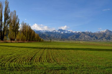 Dağları'nda yeni yeşillik 