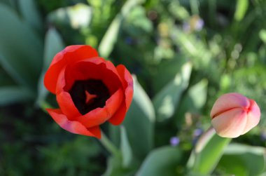Bloomed çiçek tomurcuk: lale