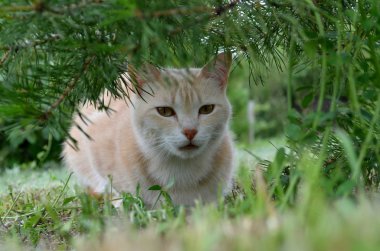 Kedi köknar altında pusuda