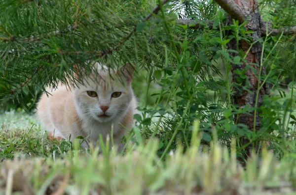 전나무에서 고양이 — 스톡 사진
