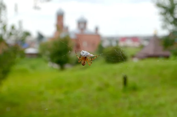 The spider caught a fly