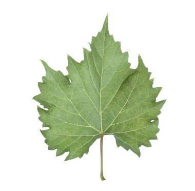 Beyaz izole geri yaprak.