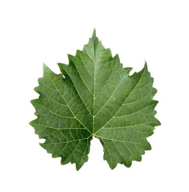 yaprak üzerine beyaz izole.