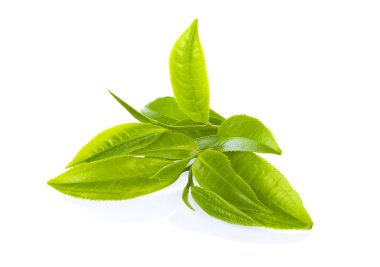 Beyaz arkaplanda yeşil çay yaprağı izole