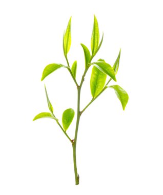 Beyaz arkaplanda yeşil çay yaprağı