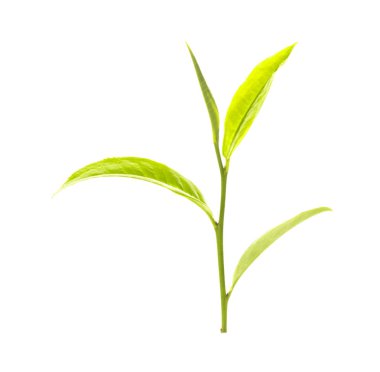 Beyaz arkaplanda yeşil çay yaprağı