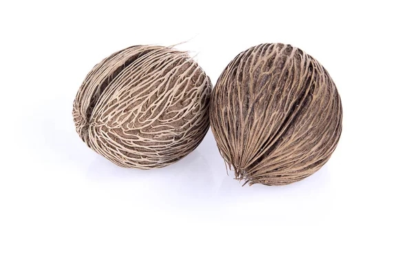 Beyaz arka plan üzerinde iki tembul fındık