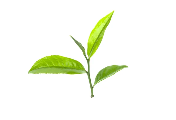 Zelený Čaj List Bílém Pozadí — Stock fotografie