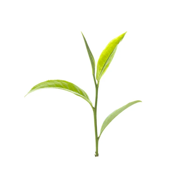 Πράσινο Φύλλο Τσαγιού Λευκό Φόντο — Φωτογραφία Αρχείου