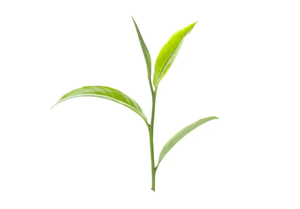 Zelený Čaj List Bílém Pozadí — Stock fotografie