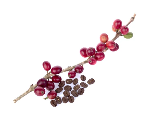 Kahve çekirdeği. Beyaz bir arkaplanda izole edilmiş.