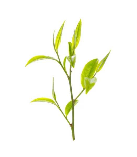 Beyaz arkaplanda yeşil çay yaprağı