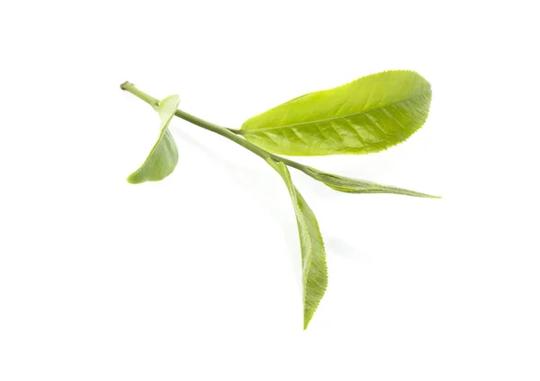 Beyaz Arkaplanda Yeşil Çay Yaprağı — Stok fotoğraf