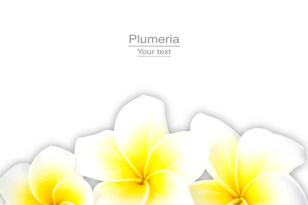 Beyaz Sarı plumeria veya frangipani izole çiçek beyaz arka plan ile kırpma yolu.