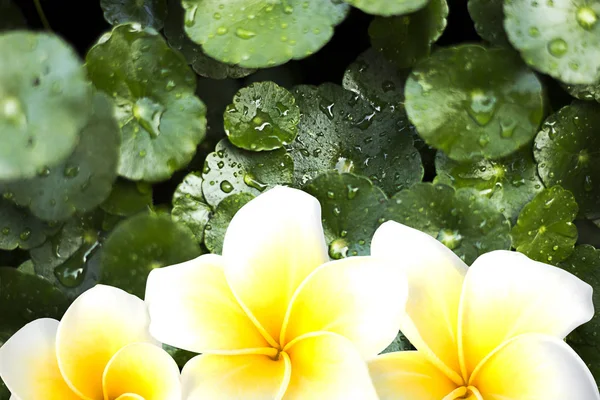 Yeşil Gotu kola arka plan üzerinde beyaz sarı plumeria veya frangipani çiçek.