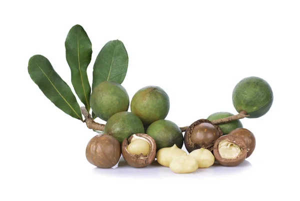 Macadamia Nut Beyaz Arka Plan Üzerinde Yaprakları Ile — Stok fotoğraf