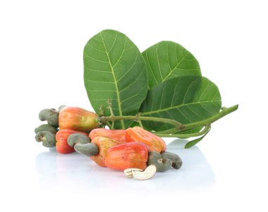 Beyaz arka plan üzerinde izole Kaju meyve (Anacardium occidentale)