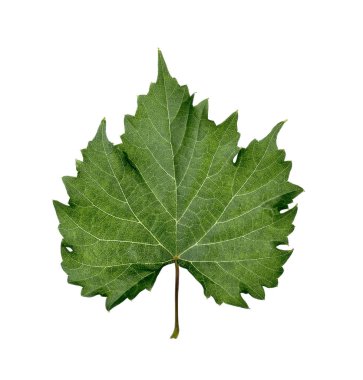 yaprak üzerine beyaz izole.