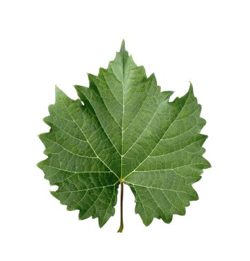 yaprak üzerine beyaz izole.