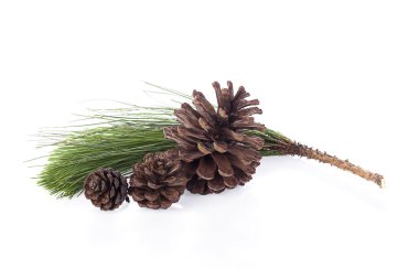 Beyaz arka plan üzerinde izole koniler ile çam fışkın