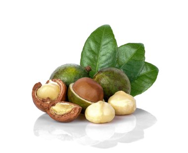 Macadamia nut beyaz arka plan üzerinde yaprakları ile.