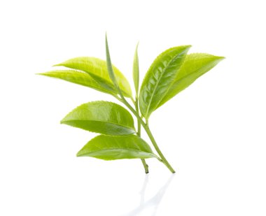 Beyaz arkaplanda yeşil çay yaprağı izole