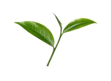 Beyaz arkaplanda yeşil çay yaprağı izole