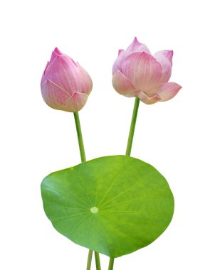 Lotus çiçeği beyaz arka plan üzerinde izole Lotus yaprağı