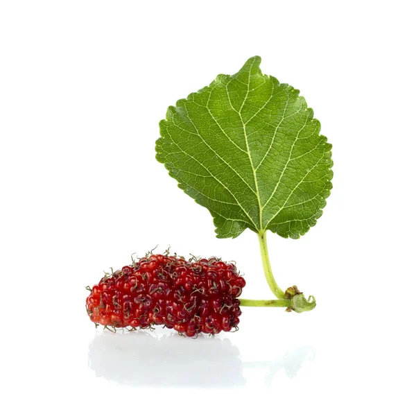 Beyaz arka plan üzerinde izole yaprak dut