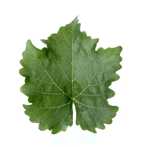 Grape Leaves Isolated White — Stock Photo, Image